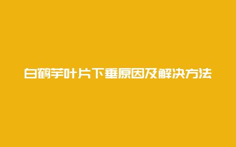 白鹤芋叶片下垂原因及解决方法