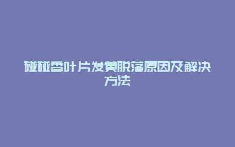 碰碰香叶片发黄脱落原因及解决方法