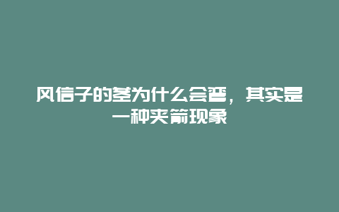 风信子的茎为什么会弯，其实是一种夹箭现象