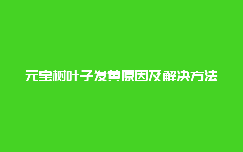 元宝树叶子发黄原因及解决方法