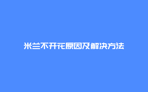 米兰不开花原因及解决方法