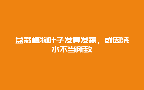 盆栽植物叶子发黄发蔫，或因浇水不当所致