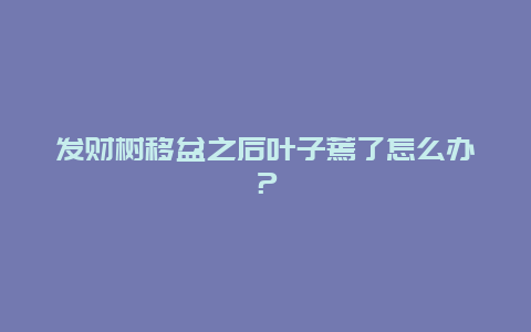 发财树移盆之后叶子蔫了怎么办？