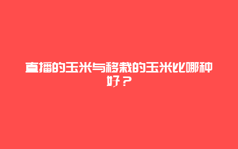 直播的玉米与移栽的玉米比哪种好？