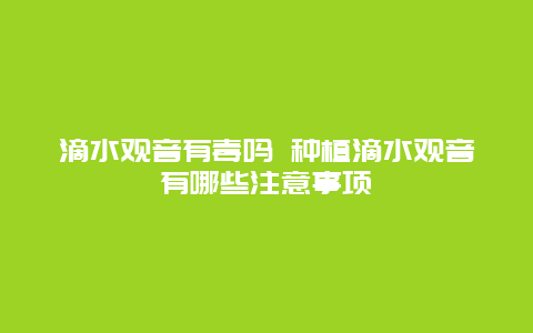 滴水观音有毒吗 种植滴水观音有哪些注意事项