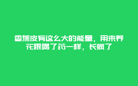 香蕉皮有这么大的能量，用来养花跟喝了药一样，长疯了