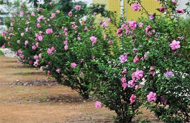 木槿花怎么繁殖