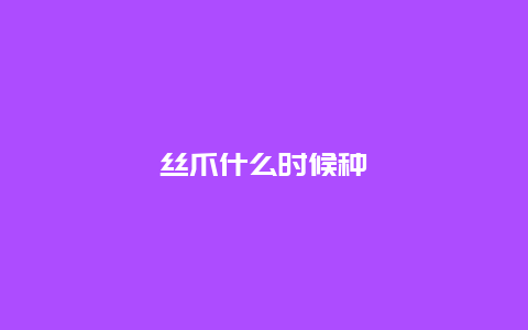 丝爪什么时候种