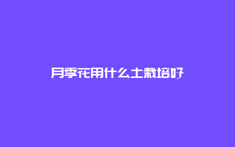 月季花用什么土栽培好