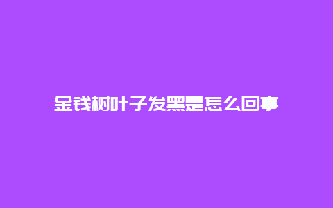 金钱树叶子发黑是怎么回事