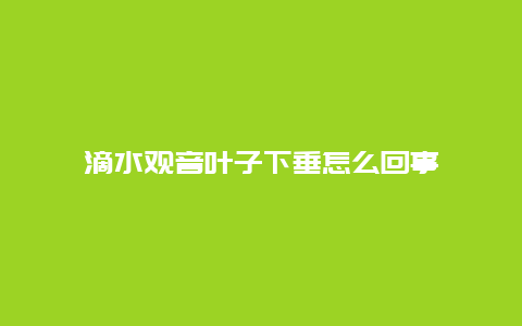 滴水观音叶子下垂怎么回事