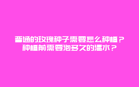 普通的玫瑰种子需要怎么种植？种植前需要泡多久的温水？