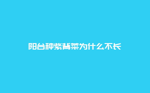 阳台种紫背菜为什么不长