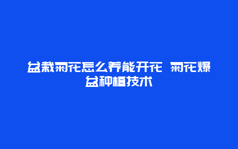 盆栽菊花怎么养能开花 菊花爆盆种植技术