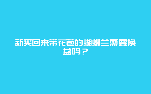 新买回来带花苞的蝴蝶兰需要换盆吗？