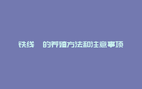 铁线蕨的养殖方法和注意事项