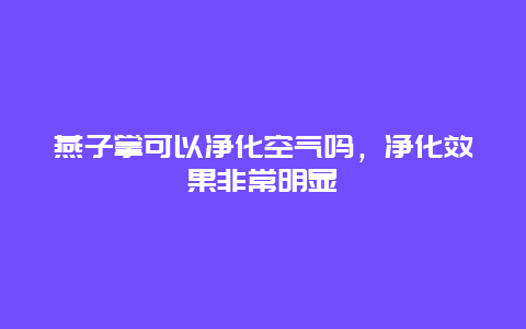 燕子掌可以净化空气吗，净化效果非常明显