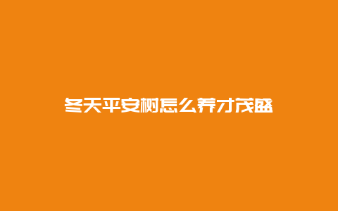 冬天平安树怎么养才茂盛