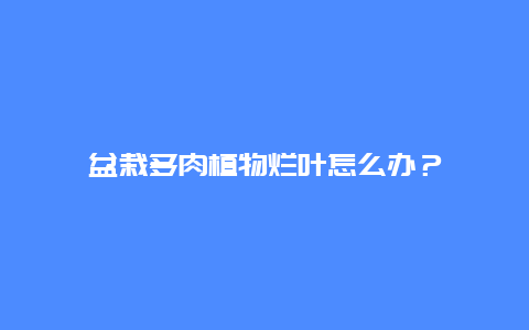 盆栽多肉植物烂叶怎么办？