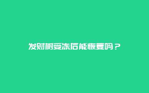 发财树受冻后能恢复吗？