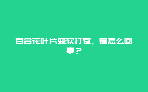 百合花叶片变软打卷，是怎么回事？