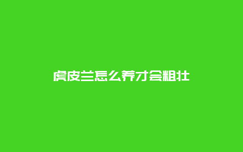 虎皮兰怎么养才会粗壮