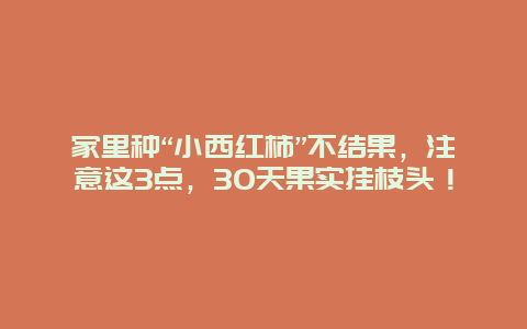 家里种“小西红柿”不结果，注意这3点，30天果实挂枝头！