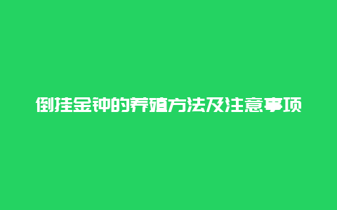 倒挂金钟的养殖方法及注意事项