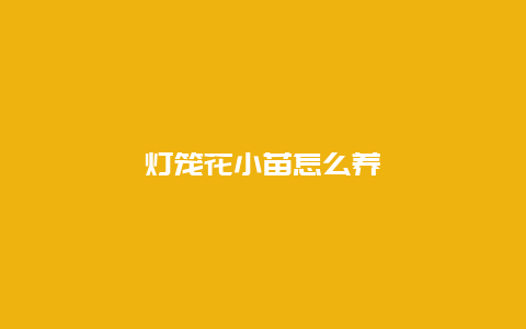 灯笼花小苗怎么养