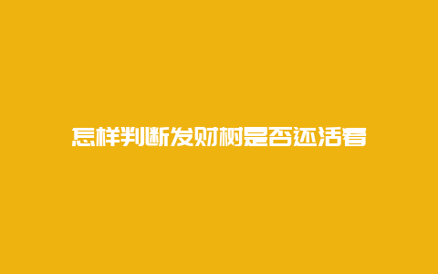 怎样判断发财树是否还活着