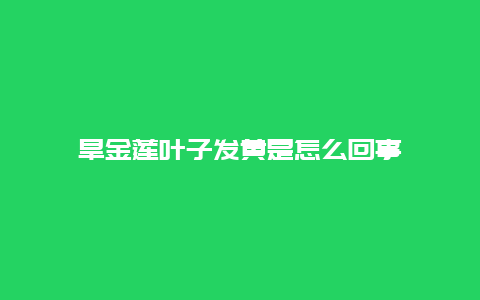 旱金莲叶子发黄是怎么回事