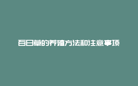 百日草的养殖方法和注意事项