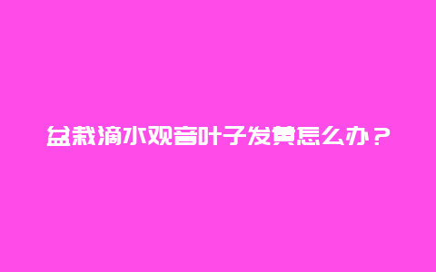 盆栽滴水观音叶子发黄怎么办？