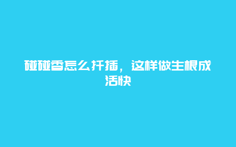 碰碰香怎么扦插，这样做生根成活快