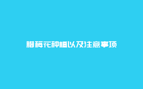 腊梅花种植以及注意事项