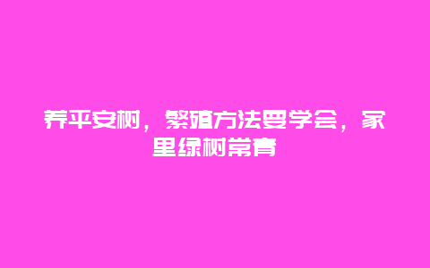 养平安树，繁殖方法要学会，家里绿树常青