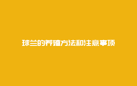 球兰的养殖方法和注意事项