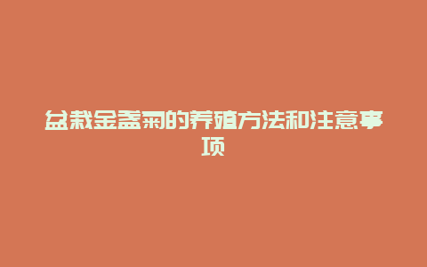 盆栽金盏菊的养殖方法和注意事项