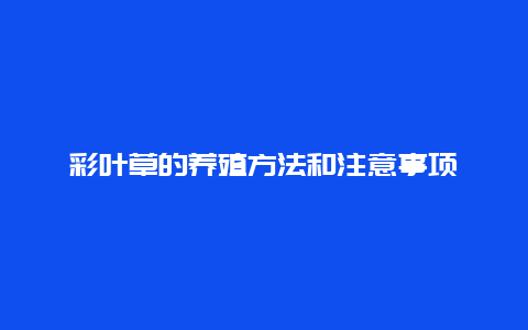 彩叶草的养殖方法和注意事项