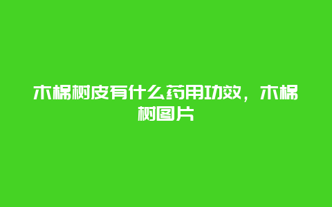 木棉树皮有什么药用功效，木棉树图片