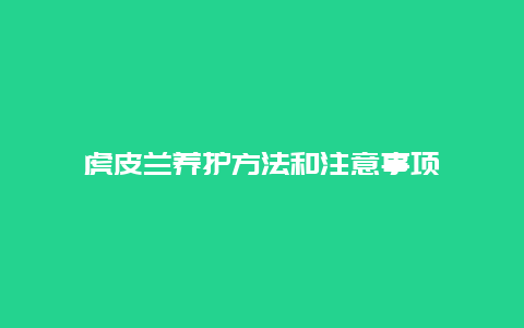 虎皮兰养护方法和注意事项