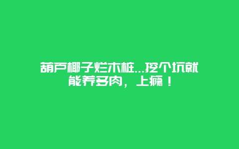 葫芦椰子烂木桩…挖个坑就能养多肉，上瘾！