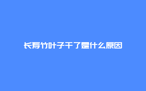 长寿竹叶子干了是什么原因