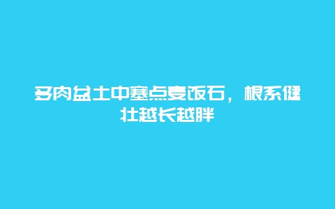 多肉盆土中塞点麦饭石，根系健壮越长越胖