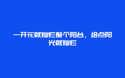 一开花就灿烂整个阳台，给点阳光就灿烂