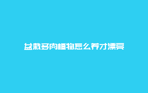 盆栽多肉植物怎么养才漂亮