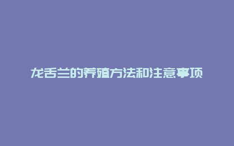 龙舌兰的养殖方法和注意事项