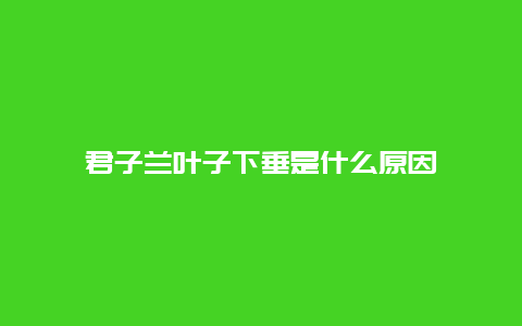 君子兰叶子下垂是什么原因