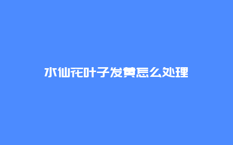 水仙花叶子发黄怎么处理