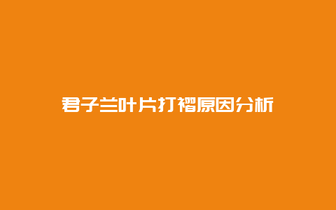 君子兰叶片打褶原因分析